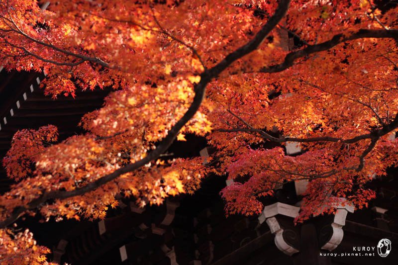 京都‧真如堂賞楓：暖陽、甜酒、紅葉