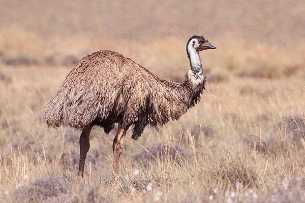 Emu_(Dromaius_novaehollandiae)_(8079571419)