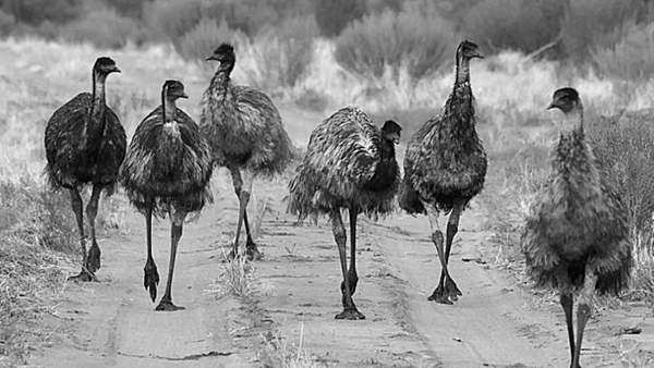 emu-war-678x381