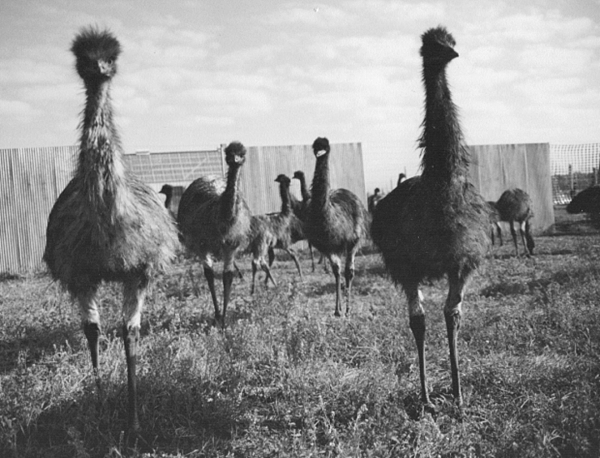 emus