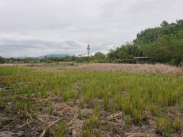 2023-03-18石角嶺古道、雙溪溼地公園、舊雙溪河步道