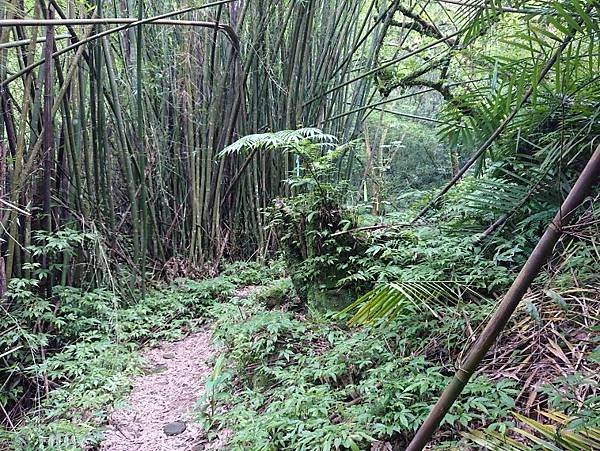 2023-05-26保長坑溪頭山、作埤內O走