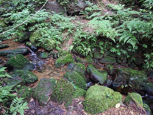 2023-05-26保長坑溪頭山、作埤內O走