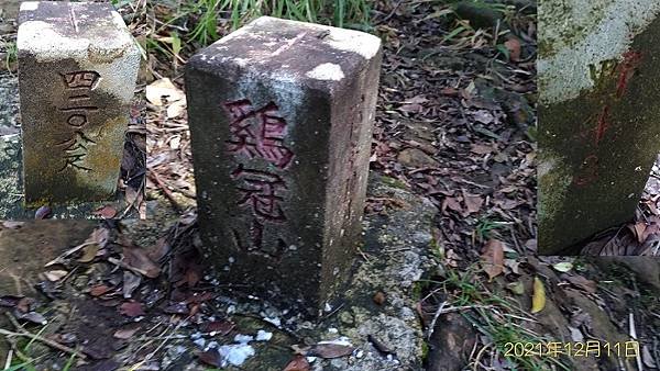 2021-12-11再訪松柏崎山、雞冠山、紙寮坑古道O走