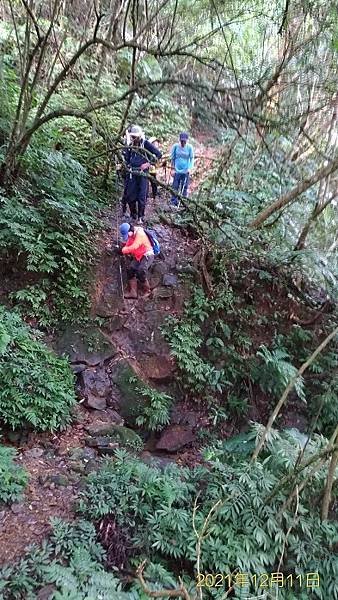 2021-12-11再訪松柏崎山、雞冠山、紙寮坑古道O走