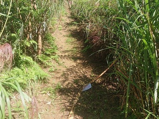 2021-11-21盤石嶺登姜子寮山