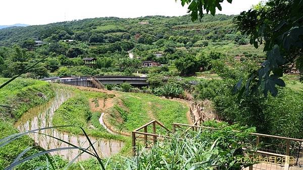 2020-06-26三生步道、橫山里賞桐步道、不能說的秘密