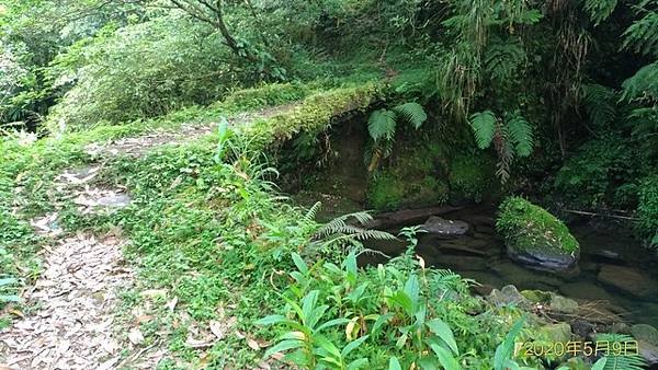 2020-05-09番子坑古道、小粗坑山、楣子寮尖(1103