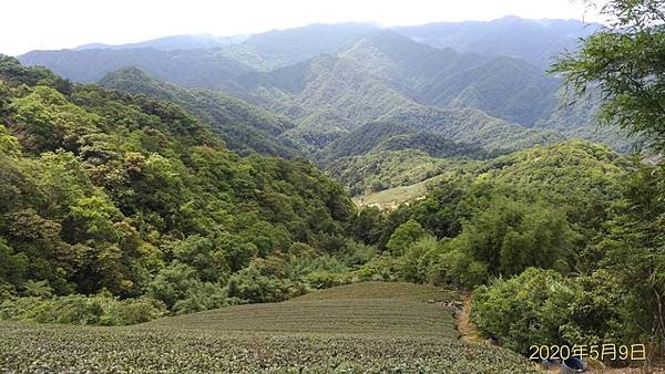 2020-05-09番子坑古道、小粗坑山、楣子寮尖(1103