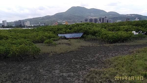 2019-08-18八里左岸、挖子尾自然保留區