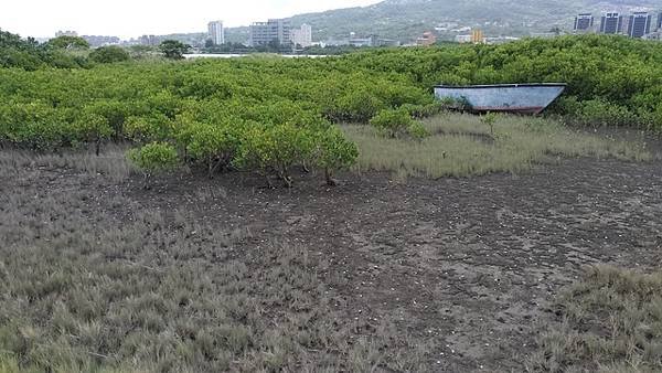 2019-08-18八里左岸、挖子尾自然保留區