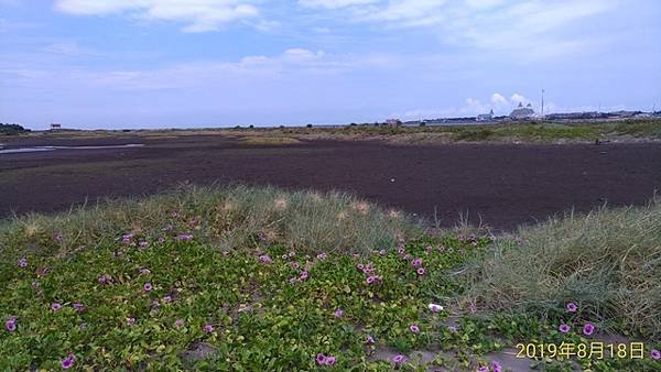 2019-08-18八里左岸、挖子尾自然保留區