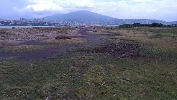 2019-08-18八里左岸、挖子尾自然保留區