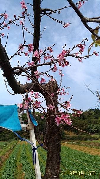 2019-03-15麟山鼻岬角、風芝門自行車道、三生步道