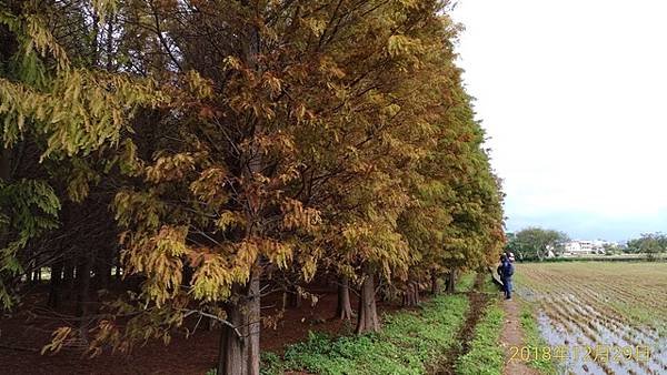 2018-12-29八德落羽松、霄裡分渠