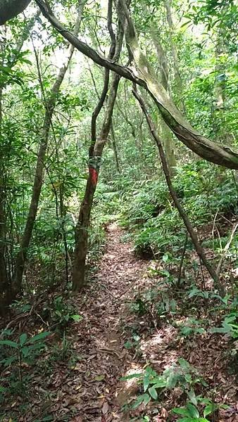 2018-05-26貢寮縱走大溪(長潭山縱走蕃薯寮山)(10