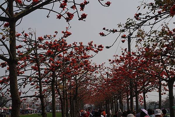 2018-03-17林初埤木棉花海隧道