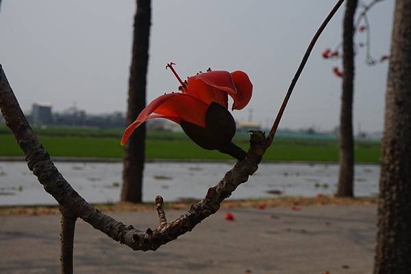 2018-03-17林初埤木棉花海隧道