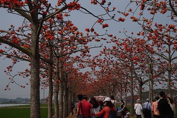 2018-03-17林初埤木棉花海隧道