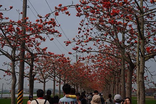 2018-03-17林初埤木棉花海隧道