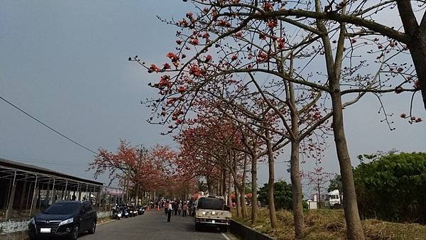 2018-03-17林初埤木棉花海隧道