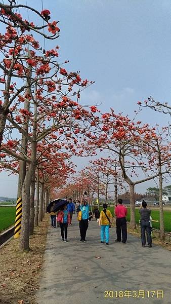 2018-03-17林初埤木棉花海隧道