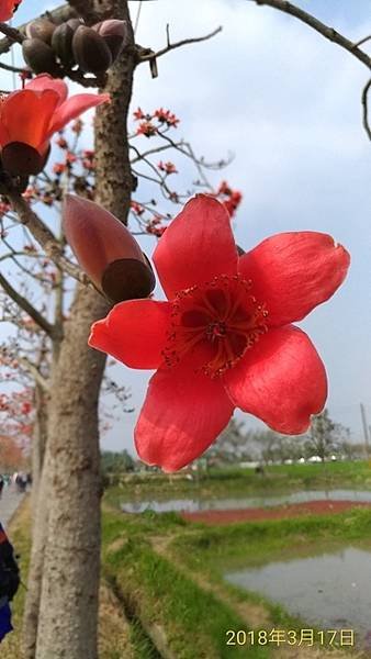 2018-03-17林初埤木棉花海隧道