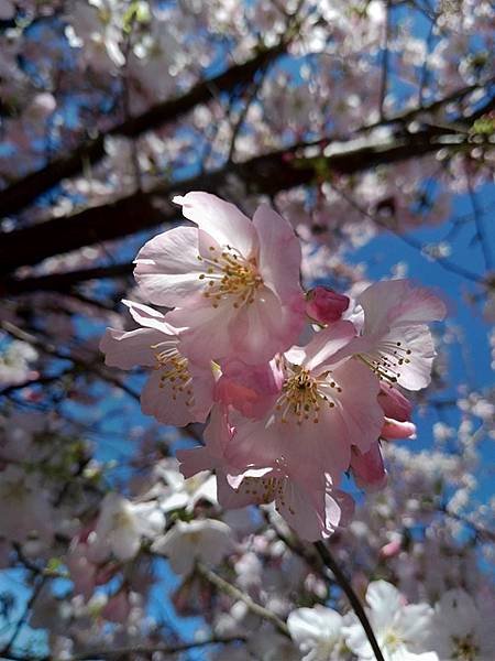 2018-03-11楓樹湖賞木蓮