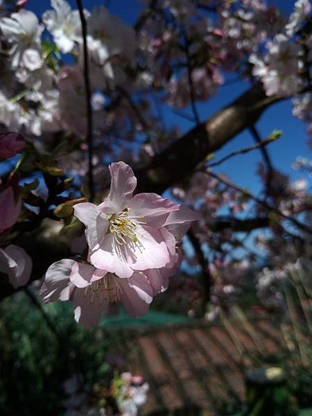 2018-03-11楓樹湖賞木蓮