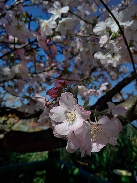 2018-03-11楓樹湖賞木蓮