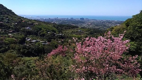 2018-03-11楓樹湖賞木蓮