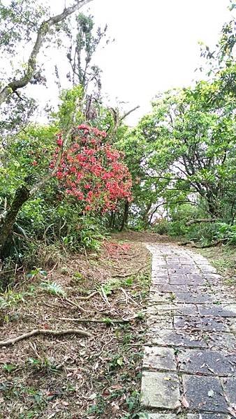 2017-04-23內平林山、番子坑山、上內平林山、下內平林