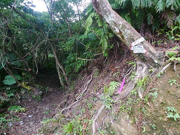 2017-03-04烏月山西南峰、南邦寮古道、尾寮古道南端、