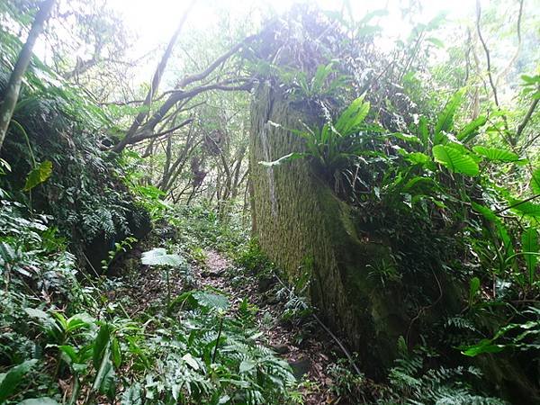 2017-03-04烏月山西南峰、南邦寮古道、尾寮古道南端、