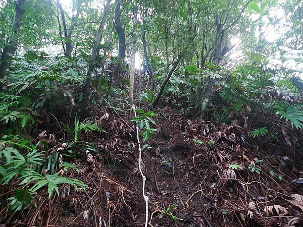 2016-11-26平湖山、平湖尖、南山坪山、司公碗帽山、灰