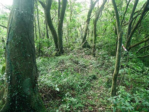 2016-09-24二坪頂古道登鷹仔鼻尖(968)