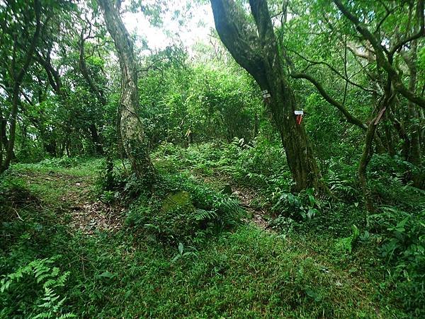 2016-09-24二坪頂古道登鷹仔鼻尖(968)