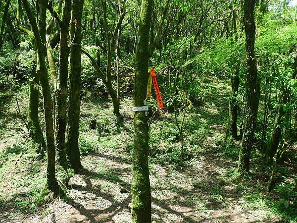 2016-05-15竹子山古道登橫山(941)