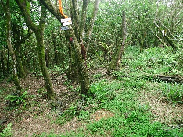 2016-05-15竹子山古道登橫山(941)