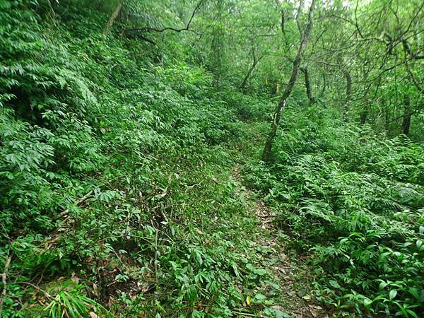 2016-05-15竹子山古道登橫山(941)