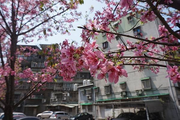 2016-04-06土城希望之河