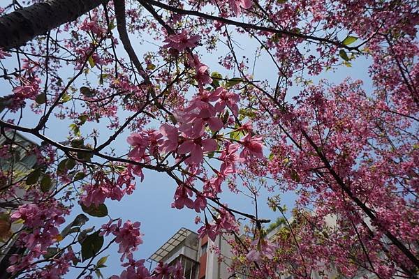 2016-04-06土城希望之河