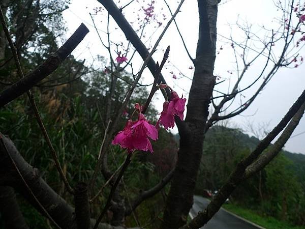 2016-02-20牛埔山、大棟山、大青坑崙、青龍嶺、三角頂