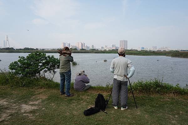 2015-11-16華江雁鴨自然公園