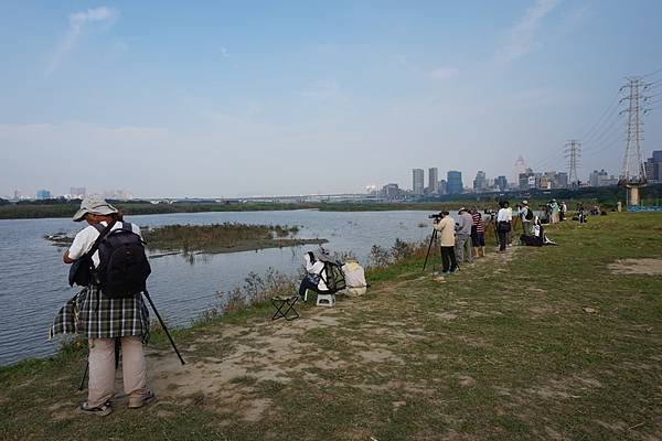 2015-11-16華江雁鴨自然公園