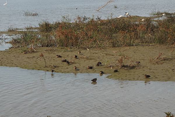 2015-11-16華江雁鴨自然公園