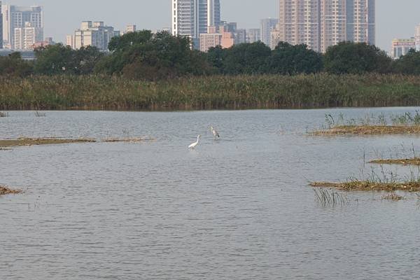 2015-11-16華江雁鴨自然公園