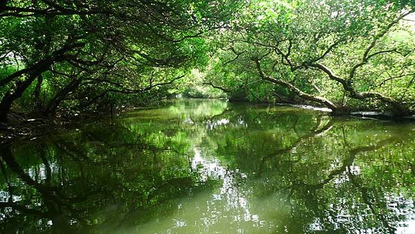 2014-08-18四草綠色隧道