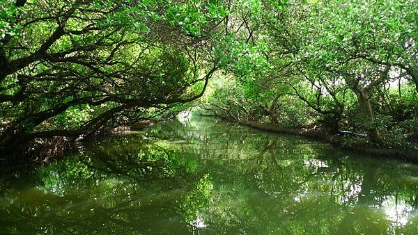 2014-08-18四草綠色隧道