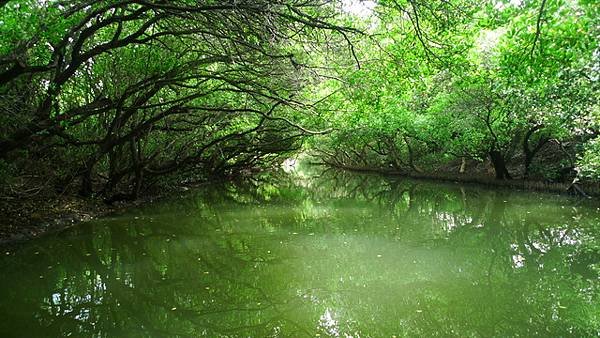 2014-08-18四草綠色隧道